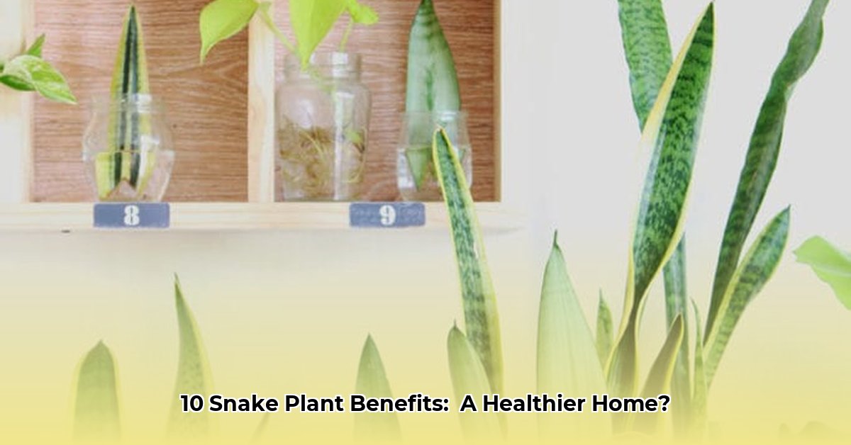10-benefits-of-snake-plant